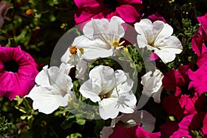 Pink und weiÃÆÃÅ¸  BlÃÆÃÂ¼hende Primeln, Closeup, Deutschland